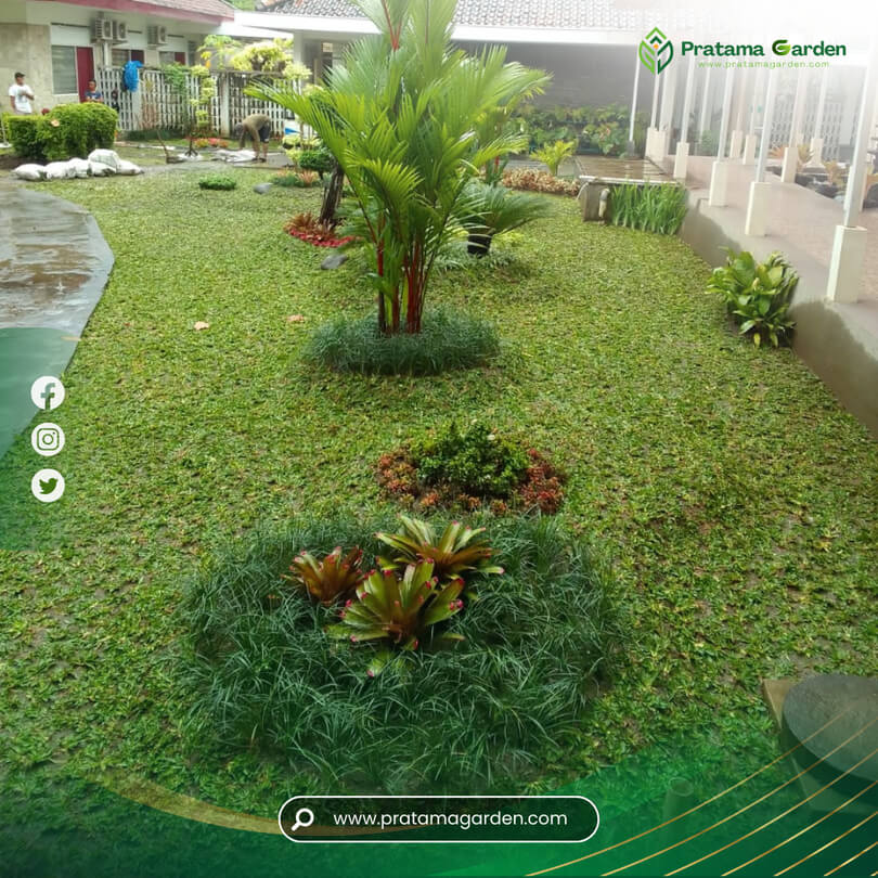 Jual Tanaman Hias